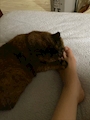 chiko