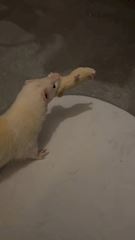 chiko