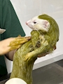 chiko