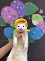 chiko