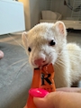 chiko