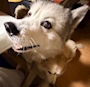 chiko