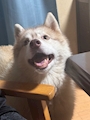 chiko