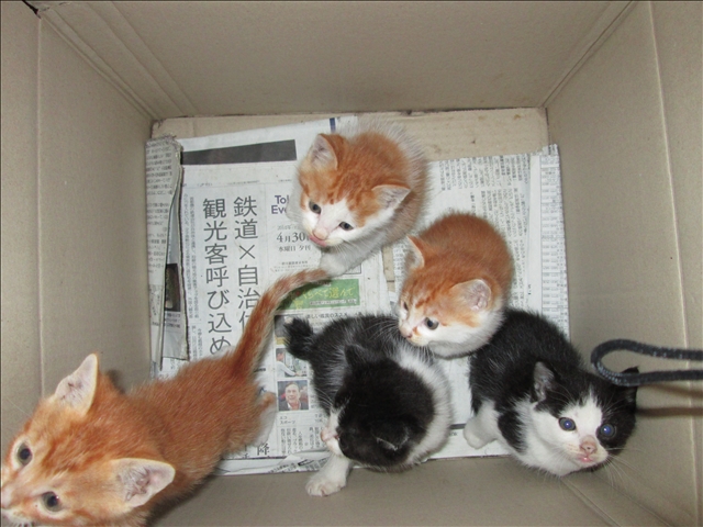 なかはら