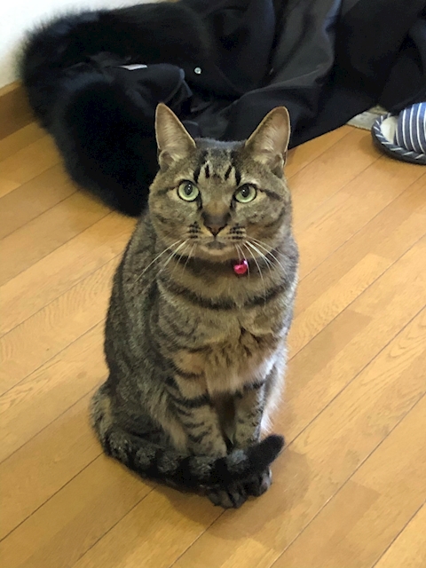 ΗARUKI