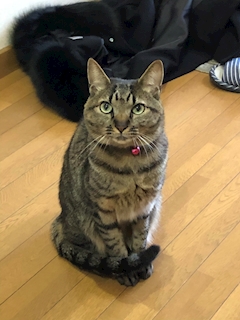 ΗARUKI
