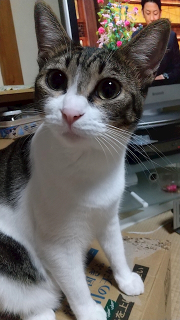 大阪の宮っち