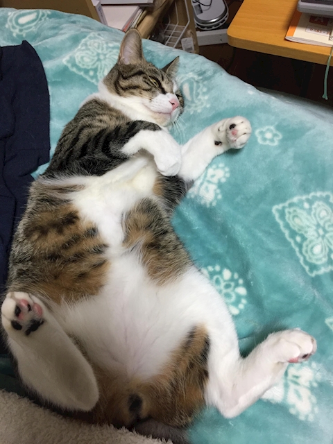 ミャ?