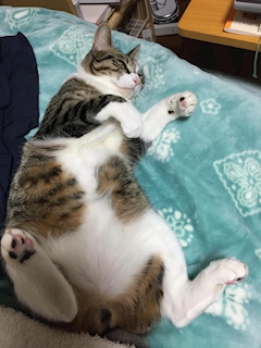 ミャ?