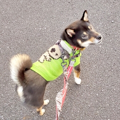 カルマ72