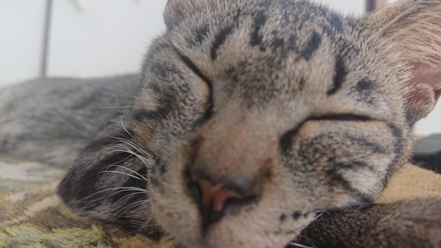 ねこにゃ