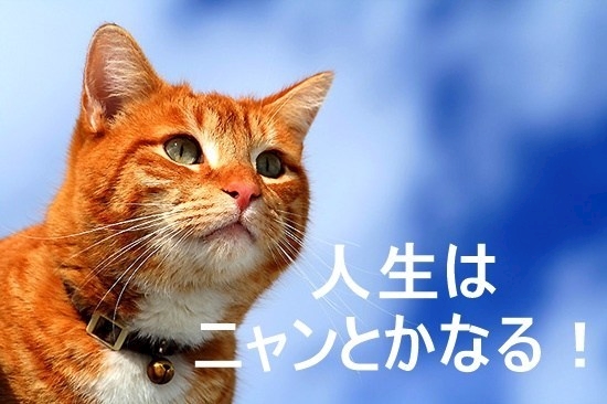 猫丸