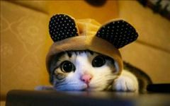 さいじょう