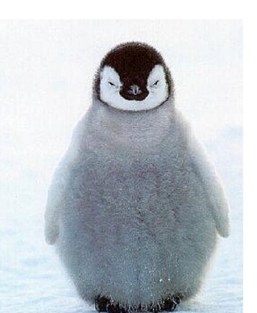 コイテイペンギン