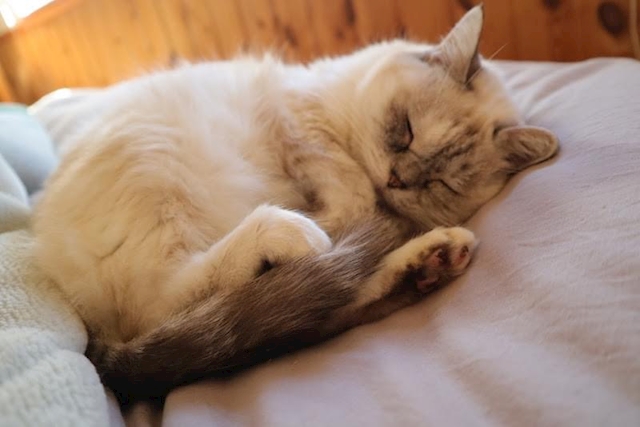 くるねこ