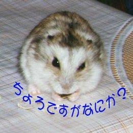 ちょろ先生