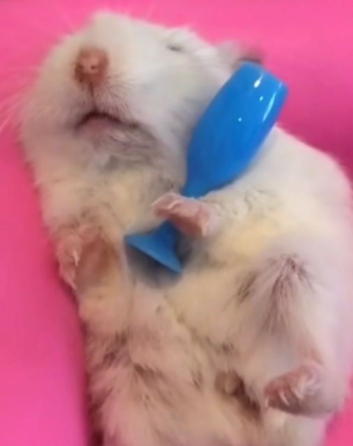 眼鏡くお