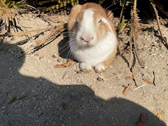 口コミ ユッキーカープ