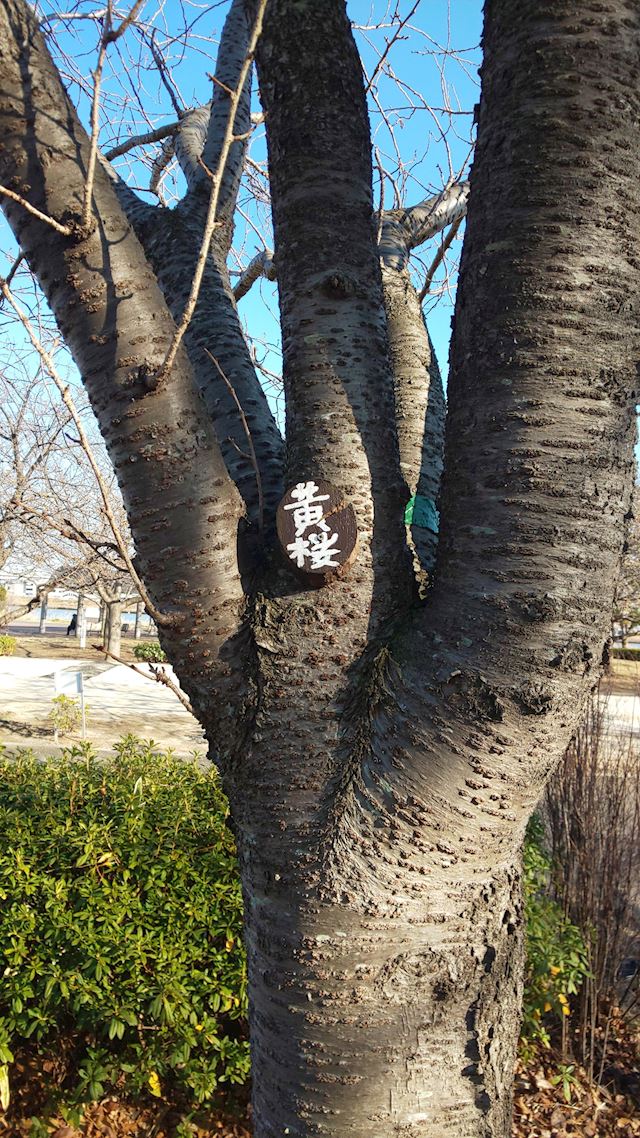 体験談画像