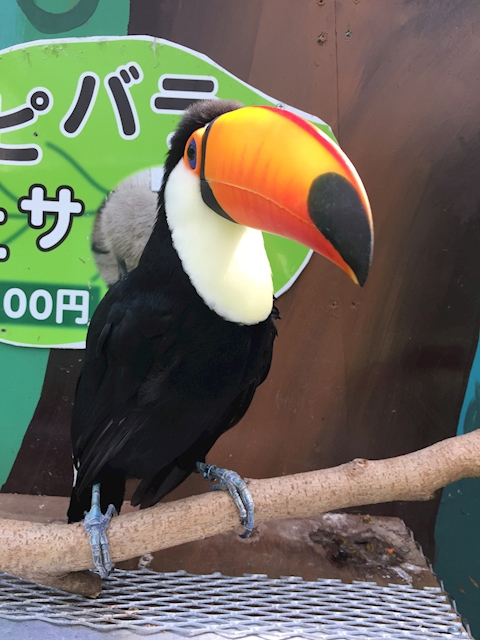 フリーおじさん
