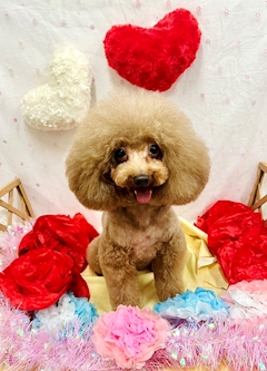 ショコタソ&モフ美