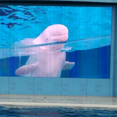 うめたこ