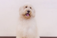 マイケル・コース