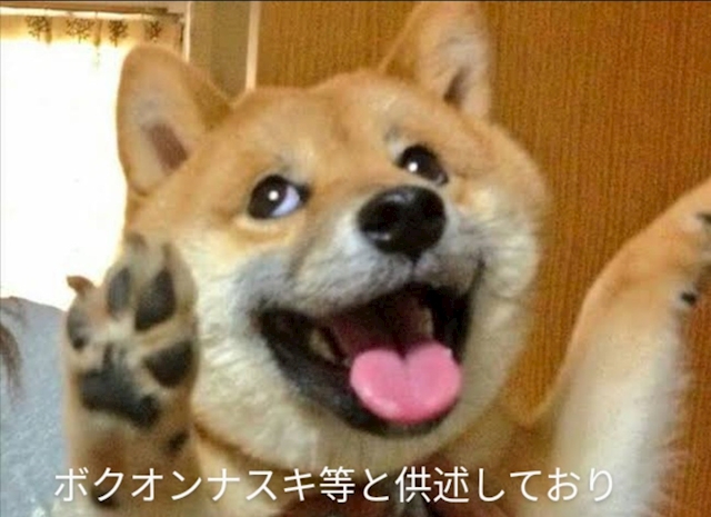 風俗通いの柴犬(雄)