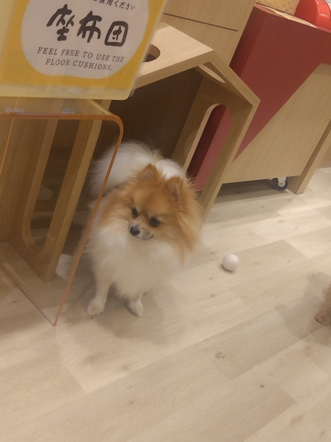 ??ゆたぽん??