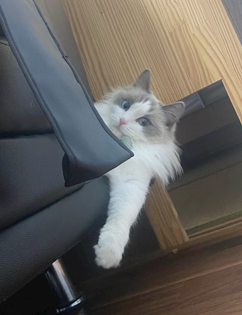 ささかま