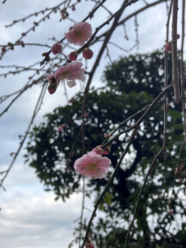 体験談画像