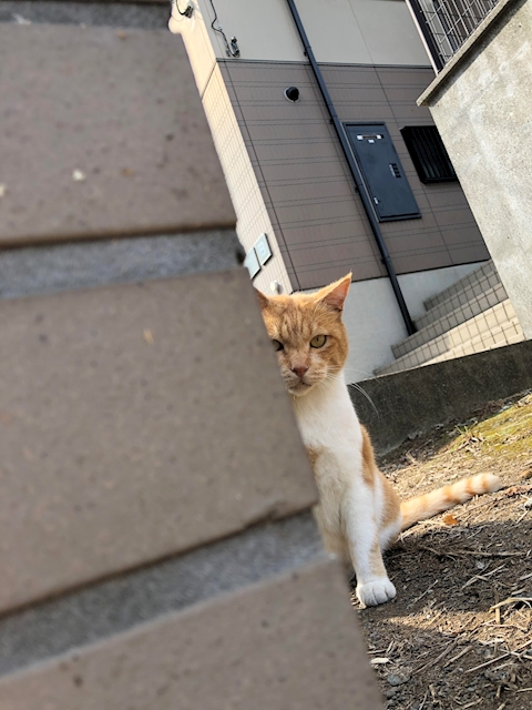  ねこ