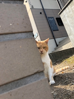  ねこ