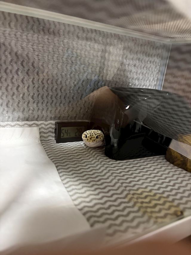 体験談画像