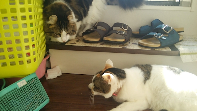 しょしょしょー