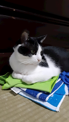 口コミ 埼玉の猫