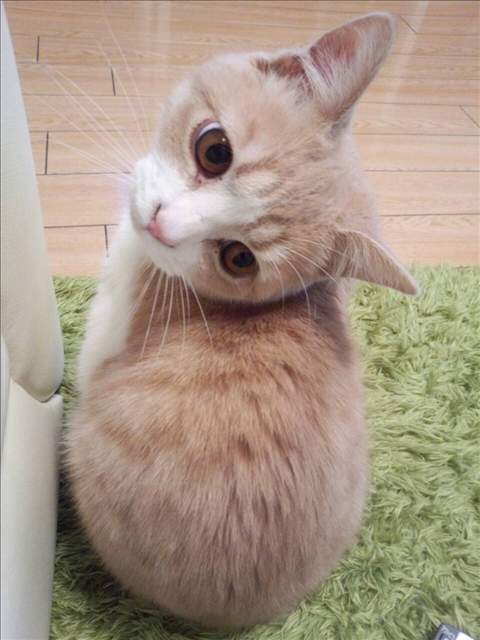 ボヘミアン