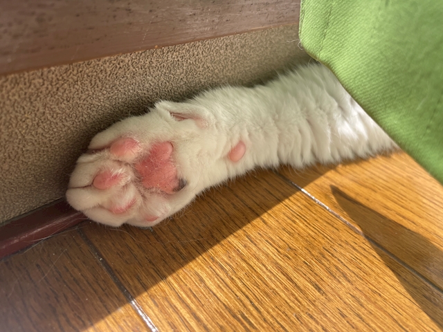 うちこです。