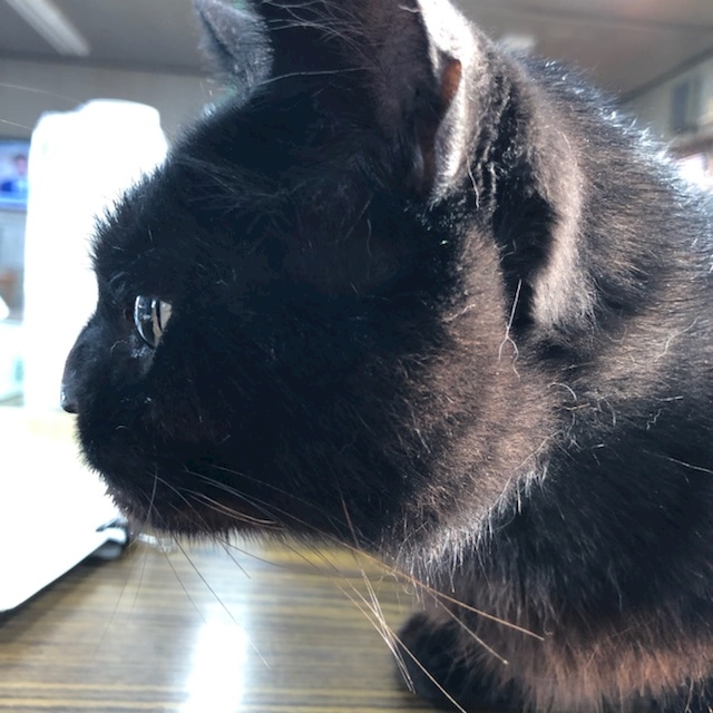 ポニョ太郎