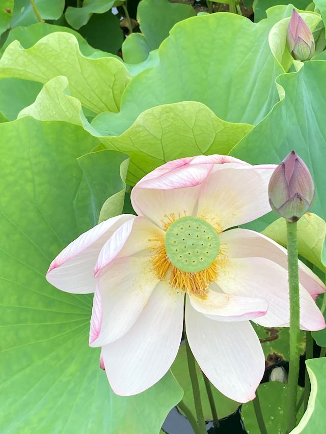 体験談画像