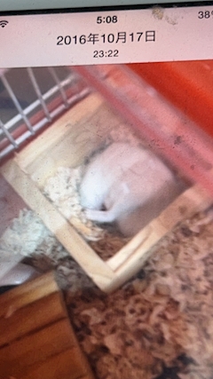 口コミ 天邪鬼 闇皇帝祢怨