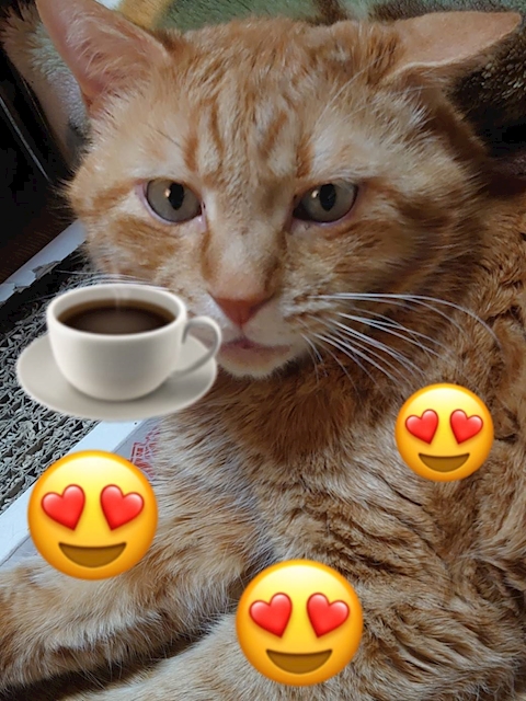 コーヒーハイ