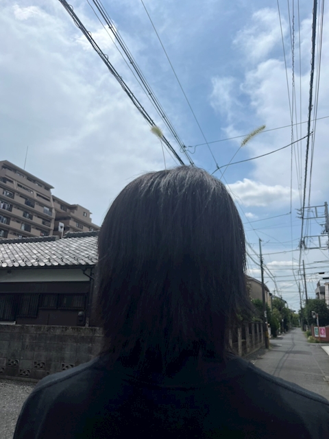 ○ネコ