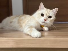 たかにゃーん