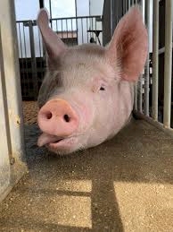 口コミ 鼻歌が得意な豚