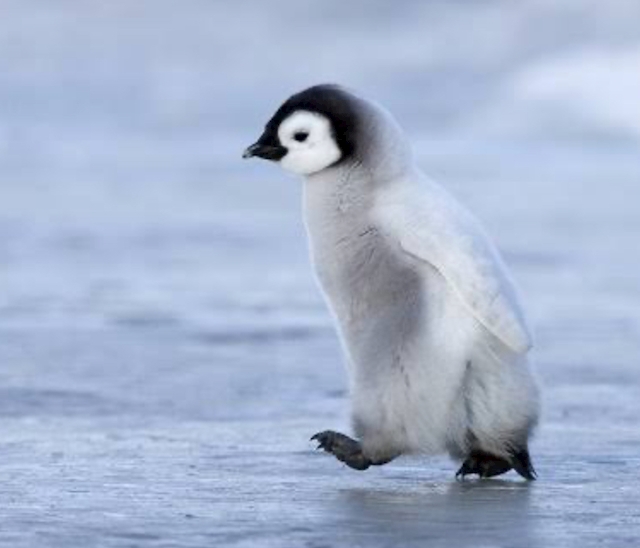 肯定ペンギン