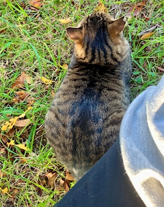 アオNDALぽん太郎