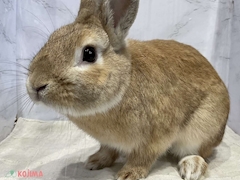 サプライズ貴公子晴
