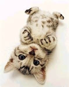 （退会ユーザー）