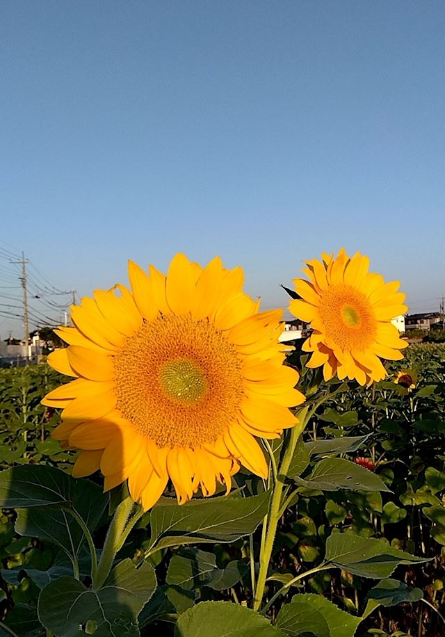 体験談画像